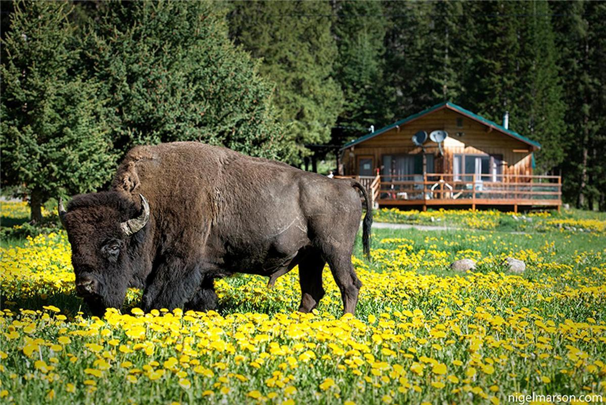 Silver Gate Lodging Кук-Сити Экстерьер фото